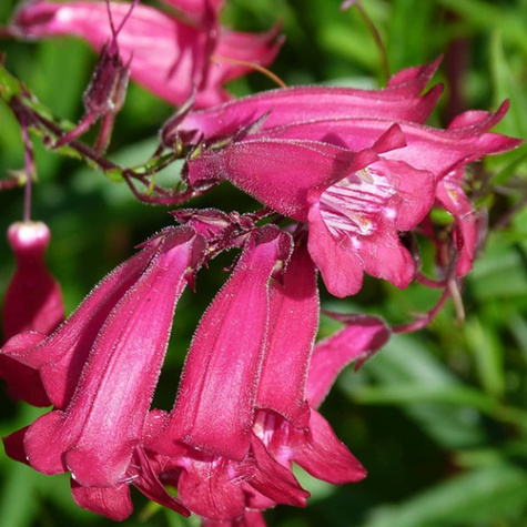 Penstemon bródkowy (C2)