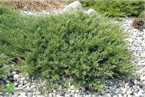 Jałowiec płożący Plumosa gniazdko