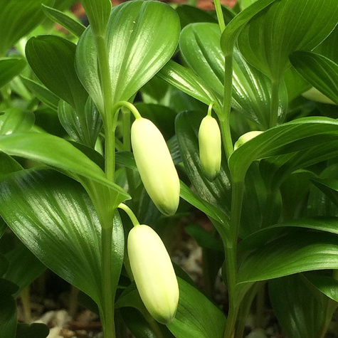 Kokorycz pełna (C2)