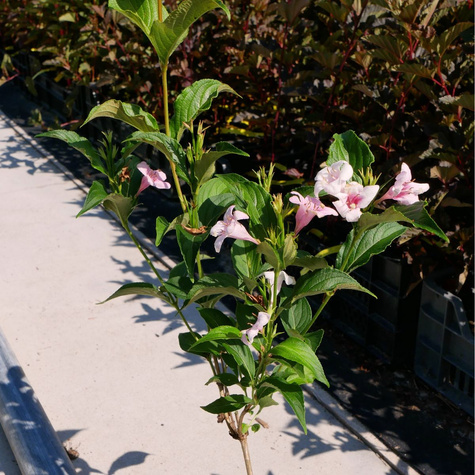 Krzewuszka wczesna Bouquet Rose (P9)