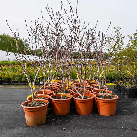 Perukowiec podolski (C2)