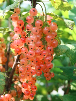 Porzeczka różowa na pniu Plant Pack