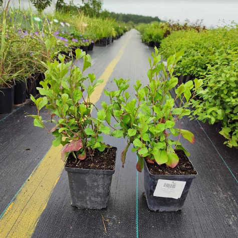 Zawciągowiec zwyczajny (C2)