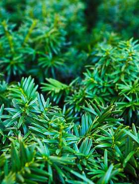 Cis pośredni Groenland