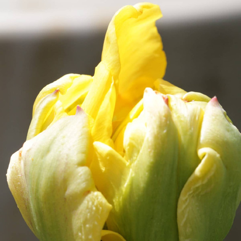 Piwonia drzewiasta Yellow Crown żółta