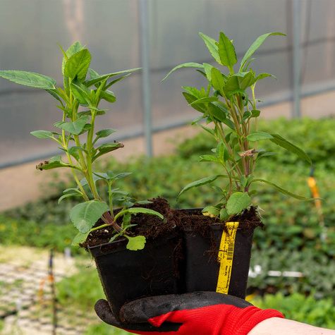 Przetacznik kłosowy Blue (P9)