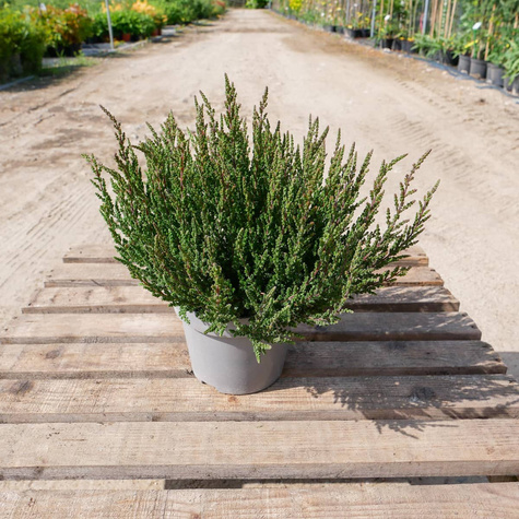 6 x Wrzos pospolity czerwony kwiat zielone liście sadzonki