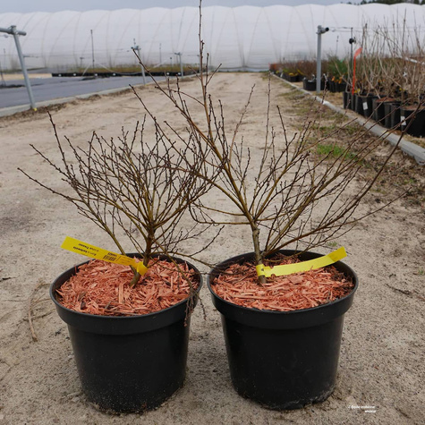 Brzoza karłowata krzaczasta Golden Treasure (C2)