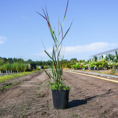 Proso rózgowate Purple Breeze