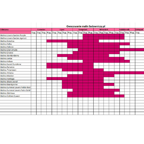 Malina żółta Golden Bliss (C2)