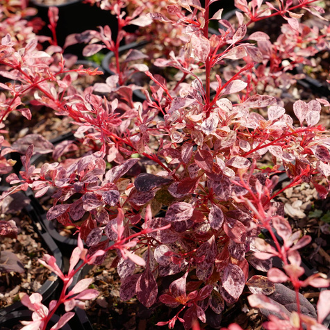 Berberys Thunberga Pink Bird (C2)