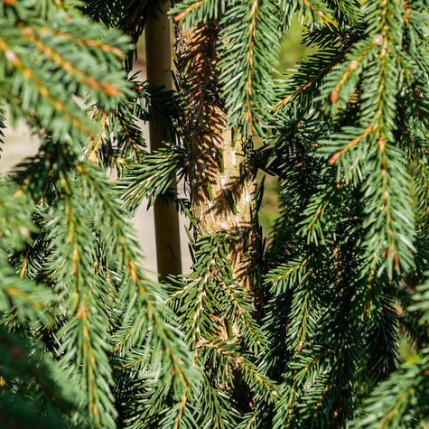 Świerk pospolity Rothenhaus