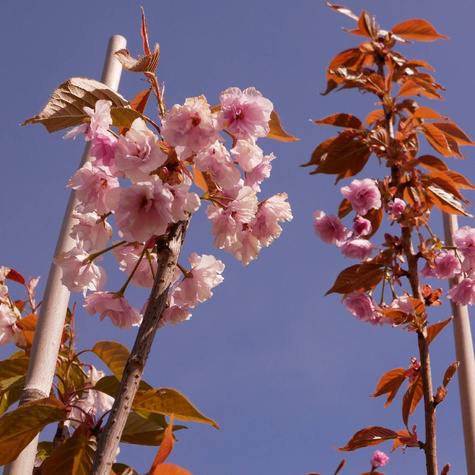 Wiśnia piłkowana Kanzan obw. 2-4cm