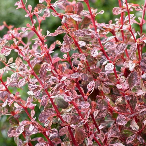 Berberys thunberga Harlequin (C1.7)