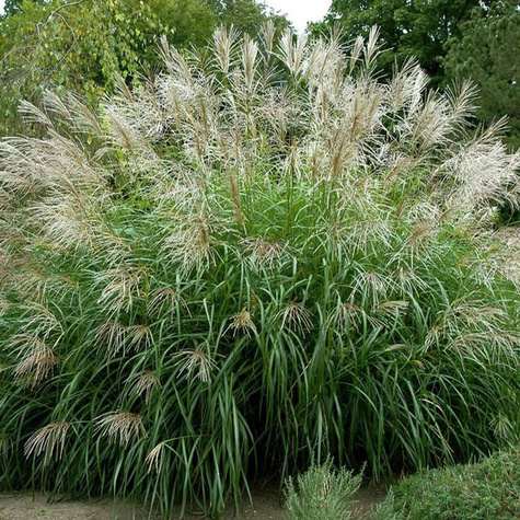 Miskant chiński Silberfeder