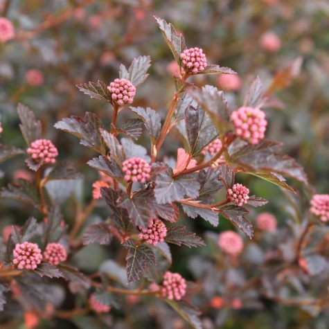 Pęcherznica kalinolistna Tiny Wine (P9)