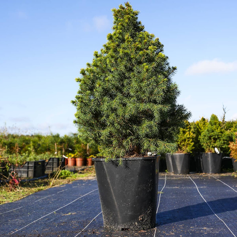 Świerk biały Rainbow's End (C2)