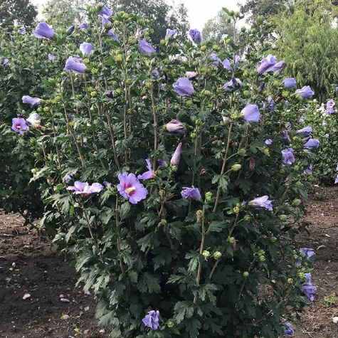 Ketmia syryjska Hibiskus Marina (P9)