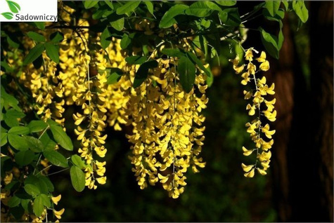 Złotokap Waterera Vossii NP