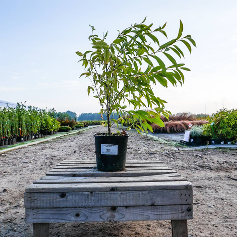 Wiśnia gruczołkowata Alba Plena