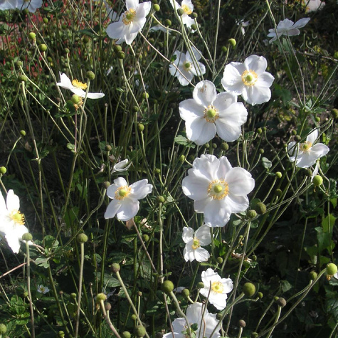 Zawilec japoński Wirbelwind