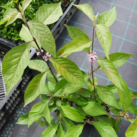 Pięknotka Bodiniera Autumn Glory (P9)