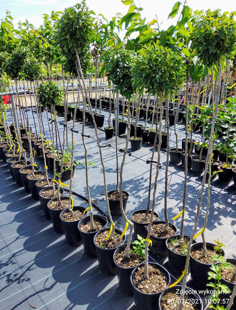 Głóg jednoszyjkowy Compacta szczepiony na pniu