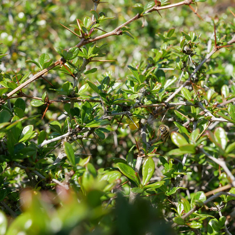 Berberys thunberga Green Jewel