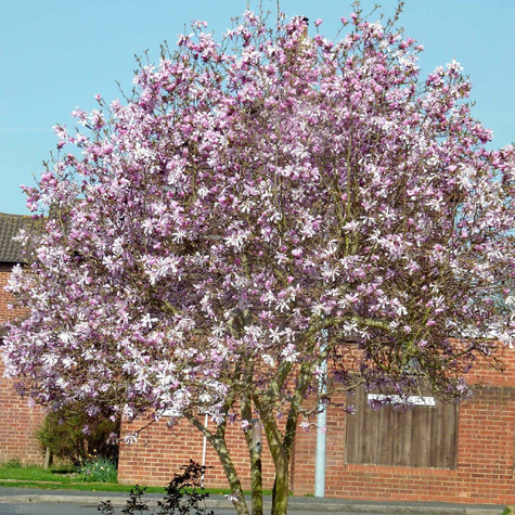 Magnolia Leonard Messel (C2)
