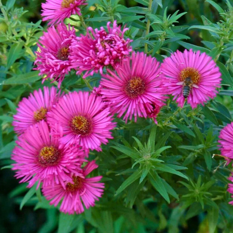 Aster krzaczasty Jenny różowy (C2)