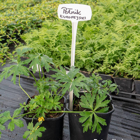 Pełnik europejski (C2)