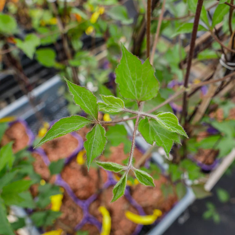 Powojnik wielkokwiatowy Warszawska Nike