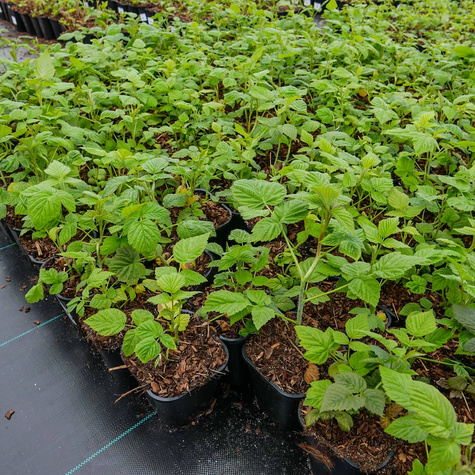 Malina Malling Seedling w doniczce