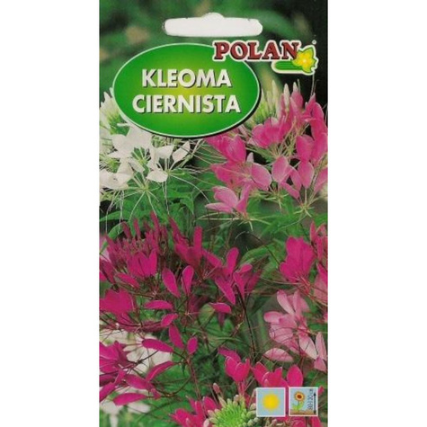 Kleoma ciernista mieszanka 1g