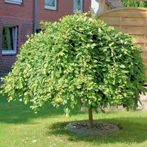 Wierzba IWA Szczepiona Na Pniu 