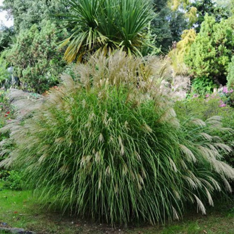 Miskant chiński Silberfeder