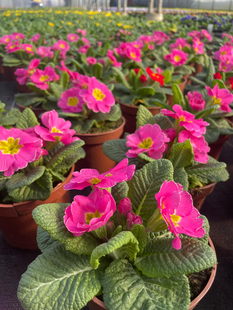 Prymulka Pierwiosnek ciemnoróżowa sadzonka w doniczce