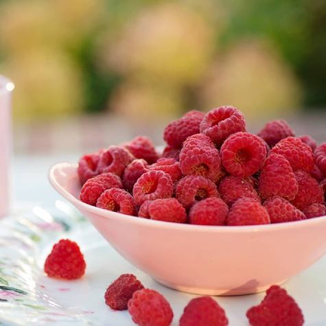 Malina czerwona na balkon Summer Lovers Petite Red