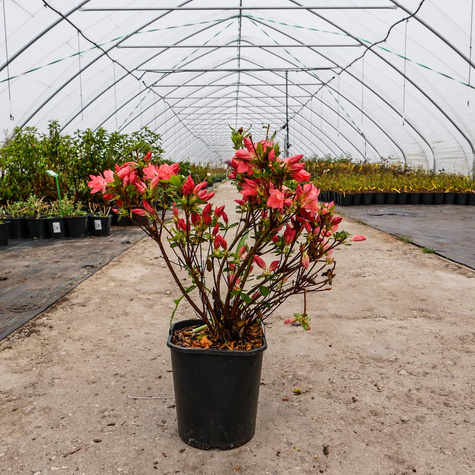 Azalia japońska Rex