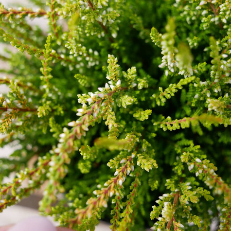 Wrzos pospolity Andrea