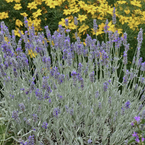 Lawenda wąskolistna Silver Mist (C2)