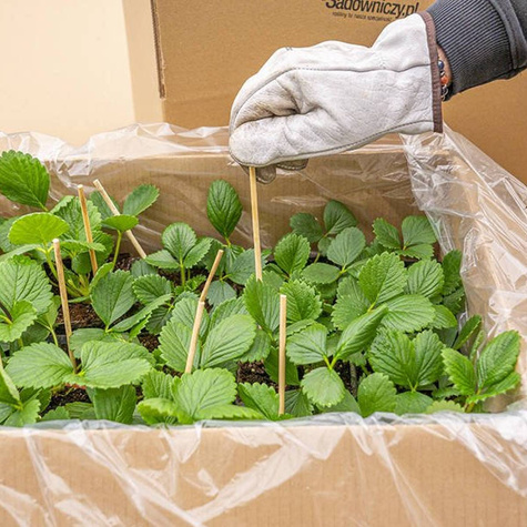 Truskawka poziomkowa chilijska Chaval (P9)