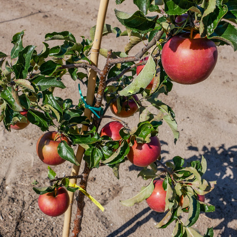 Jabłoń Katia Plant Pack