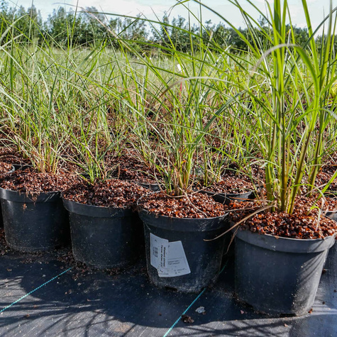 Miskant chiński Ferner Osten (C2)