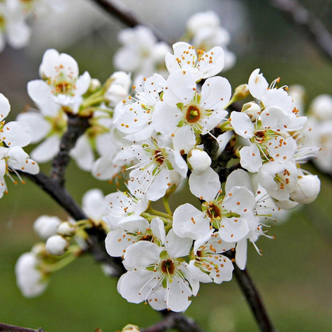 Śliwa Bluefree Plant Pack