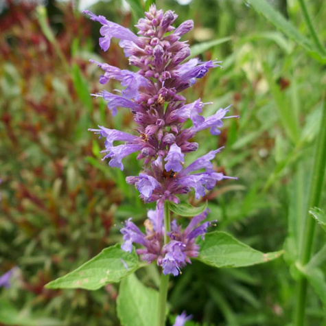 Kłosowiec ogrodowy Blue Boa Mięta Kolibra (C2)