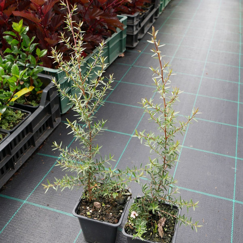 Drzewo herbaciane Manuka Appleblossom (P9)