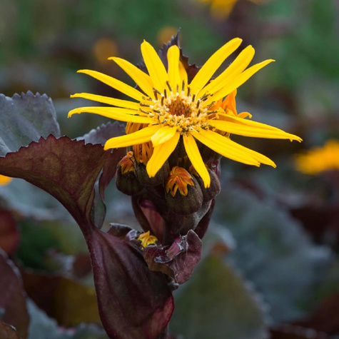 Języczka pomarańczowa Pandora (P9)
