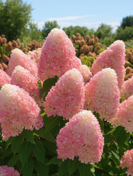Hortensja bukietowa Queen Romance (P9)