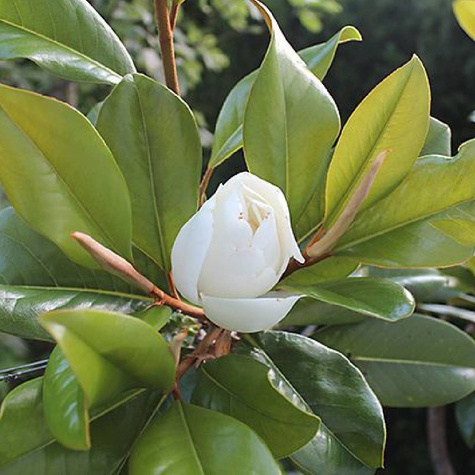 Magnolia wielkokwiatowa (C2)